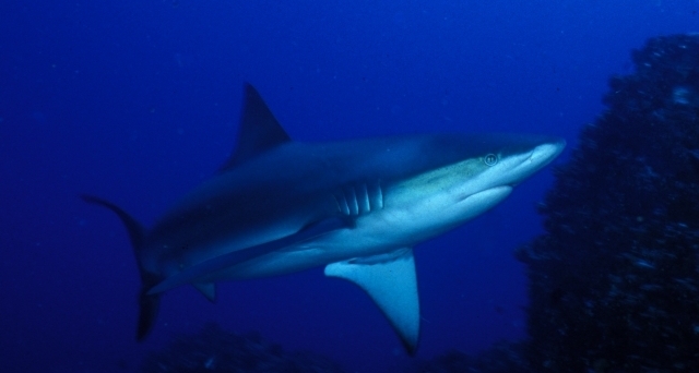 Shark swimming