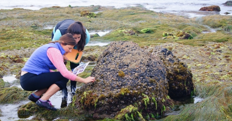 Volunteers collect data in an intertidal region.